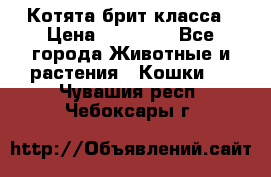 Котята брит класса › Цена ­ 20 000 - Все города Животные и растения » Кошки   . Чувашия респ.,Чебоксары г.